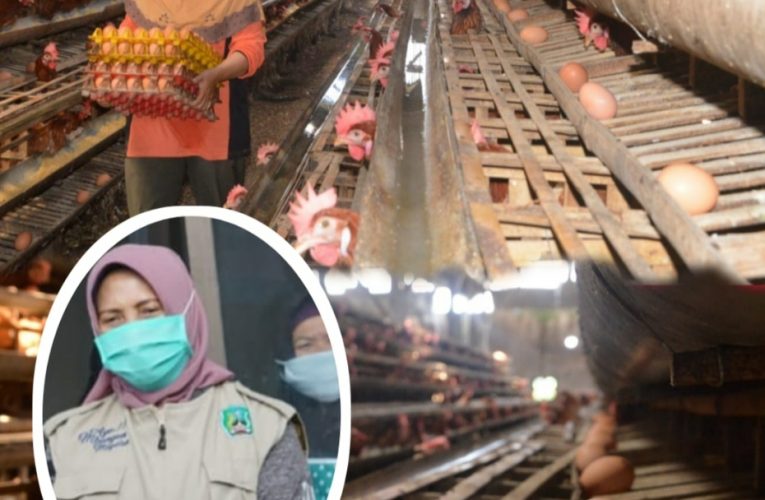 Upaya Pemkab Magetan Stabilkan Harga Telur⁣