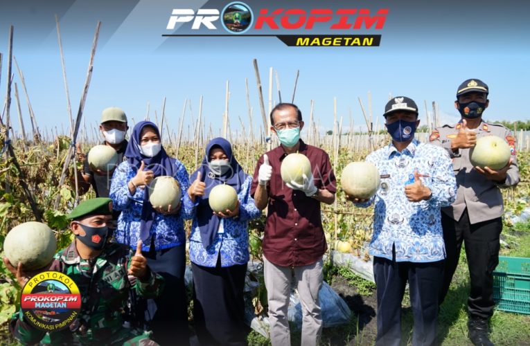 Panen Raya Melon Desa Klagen, Bupati Apresiasi Inovasi Petani