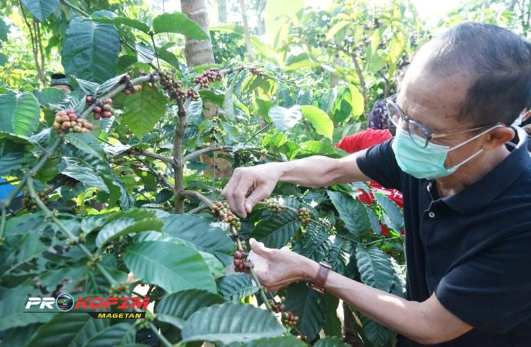 PANEN KOPI DI KAMPUNG KOPI