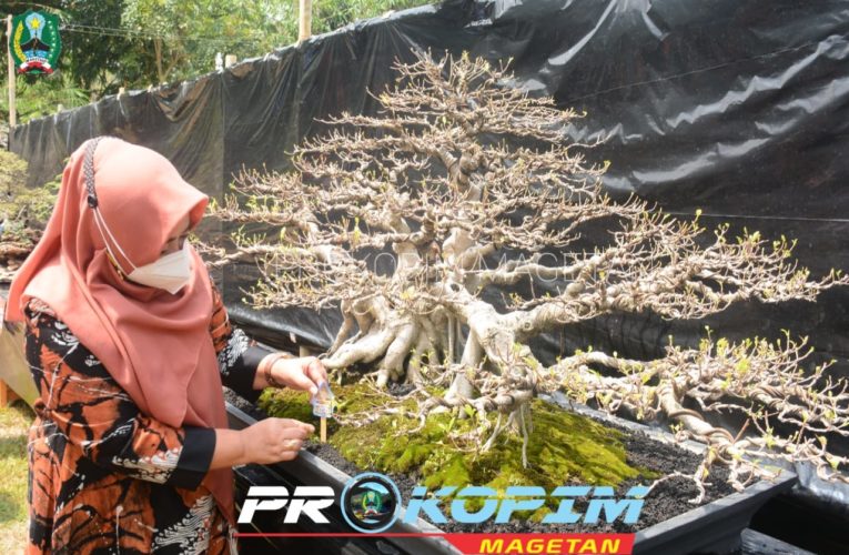 RANDUGEDE BONSAI EXPO, INOVASI ALTERNATIF EKONOMI KREATIF