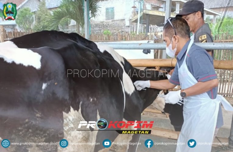 Peternak Sapi Getasanyar Terima Vaksinasi Pertama PMK di Magetan
