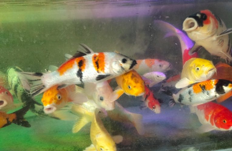 Ribuan Koi Turut Ramaikan 2nd Bupati Cup Koi Show 2022