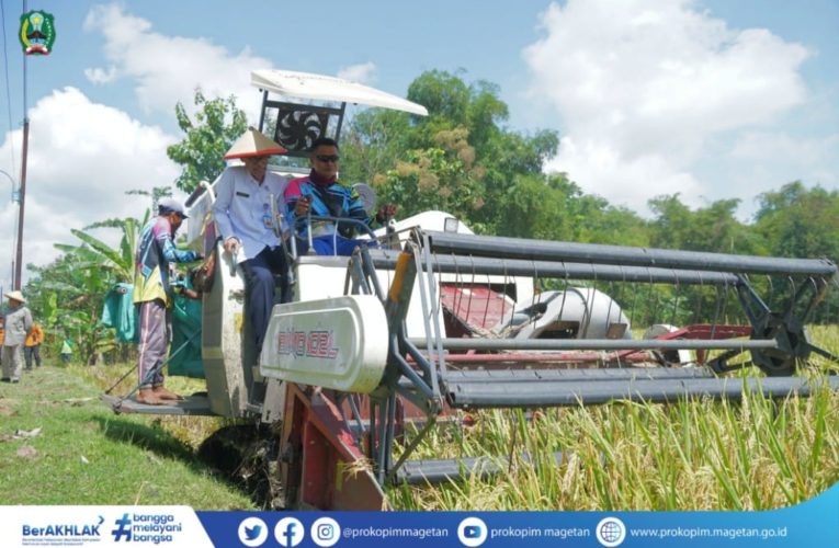 Panen Raya Padi dengan Mesin Combine