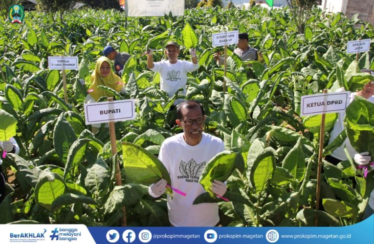 Gebyar Tembakau Magetan 2023 Menandai Harga Jual Tembakau Tinggi