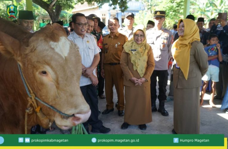 Bantuan Presiden Berupa Sapi Kurban Telah Di Serahkan
