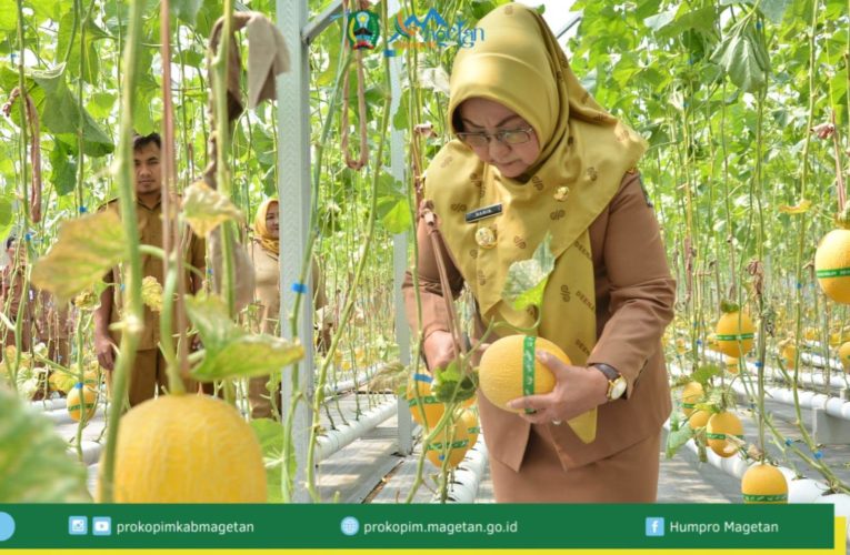 Bupati Magetan Kunjungi Wisata Petik Melon Berkah Mandiri, Dorong Agrowisata Lokal Semakin Berkembang